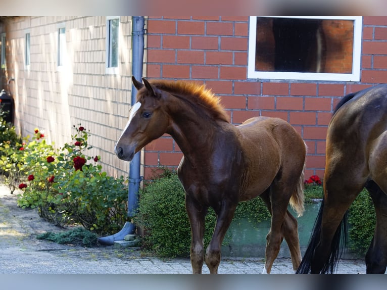 Hanoverian Stallion 1 year Chestnut-Red in Spelle