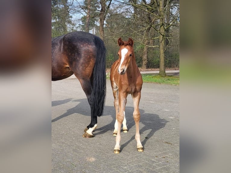 Hanoverian Stallion 1 year Chestnut-Red in Spelle