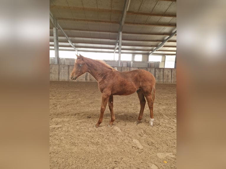 Hanoverian Stallion 1 year Chestnut-Red in Aurich