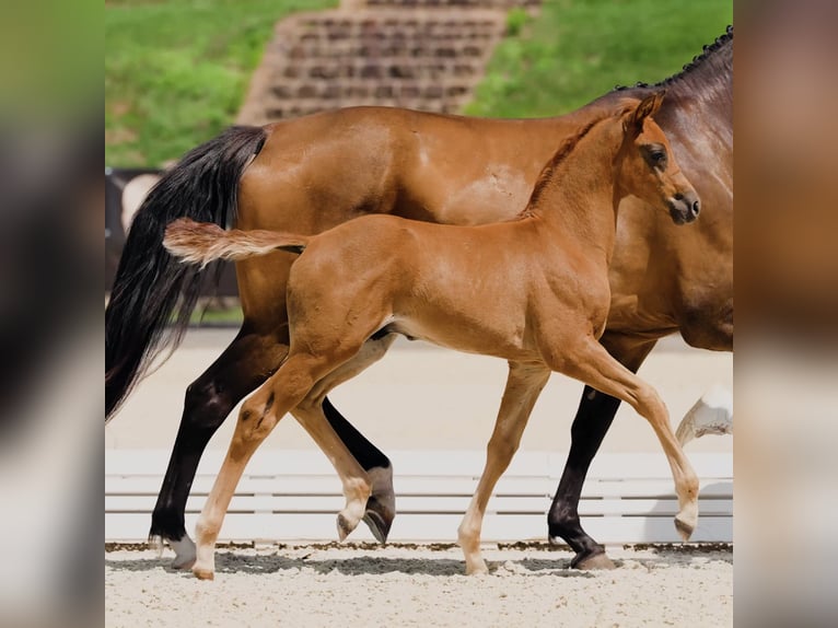 Hanoverian Stallion 1 year Chestnut-Red in Calau