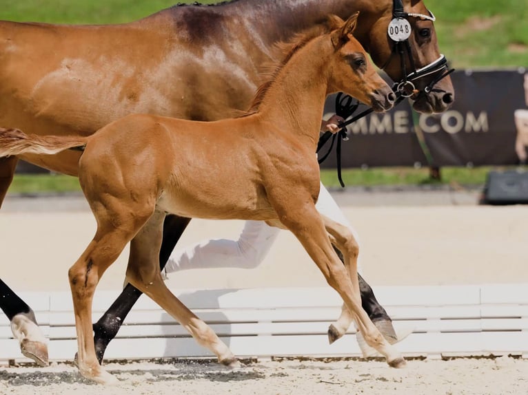 Hanoverian Stallion 1 year Chestnut-Red in Calau