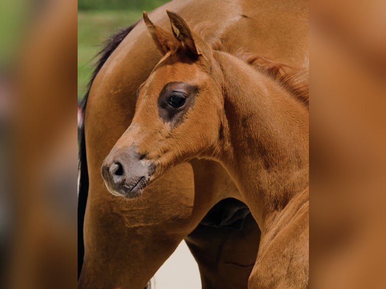 Hanoverian Stallion 1 year Chestnut-Red in Calau