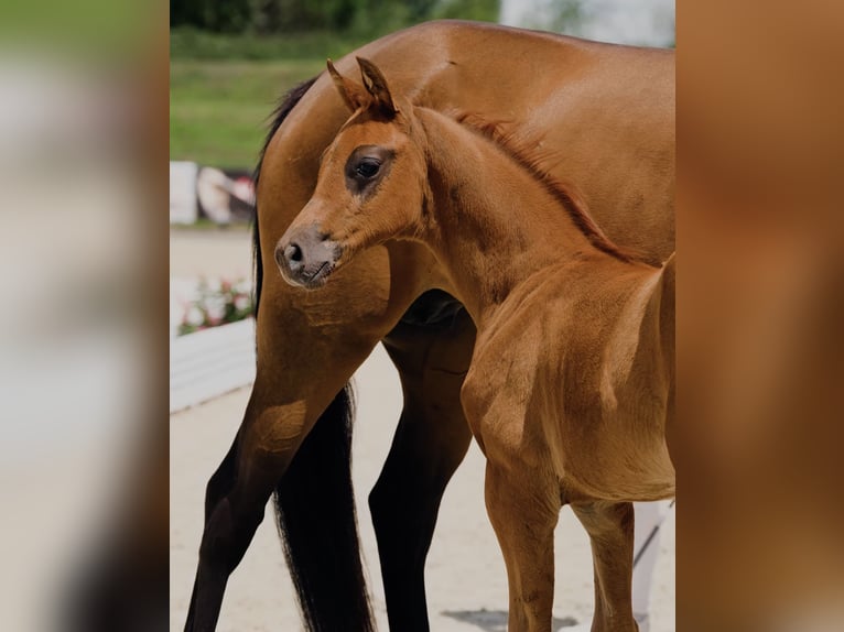 Hanoverian Stallion 1 year Chestnut-Red in Calau