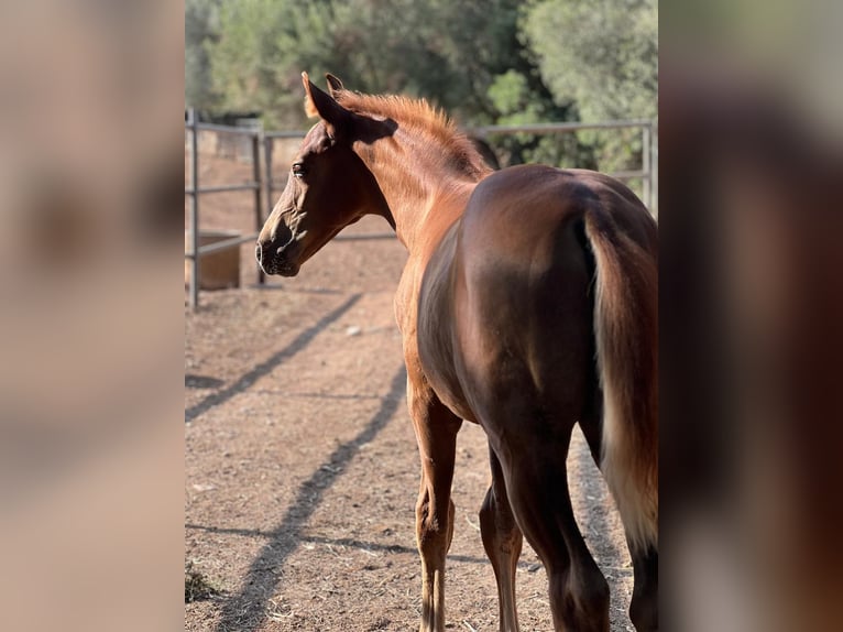 Hanoverian Stallion 1 year Chestnut-Red in Sencelles