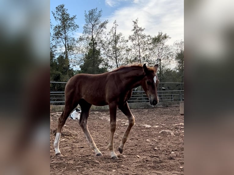 Hanoverian Stallion 1 year Chestnut-Red in Sencelles