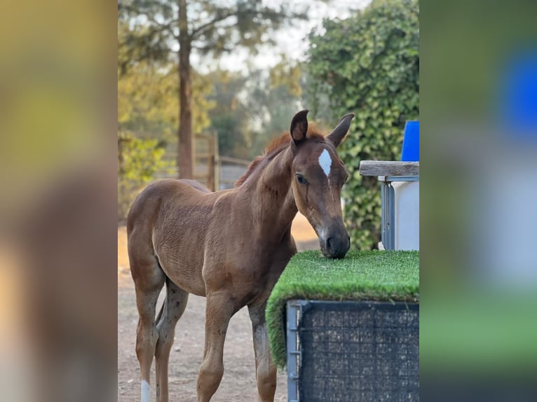 Hanoverian Stallion 1 year Chestnut-Red in Sencelles