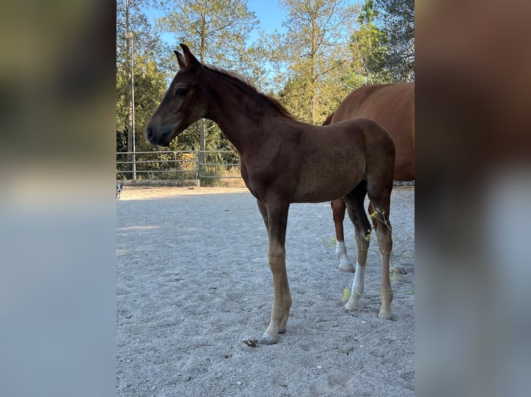 Hanoverian Stallion 1 year Chestnut-Red in Sencelles