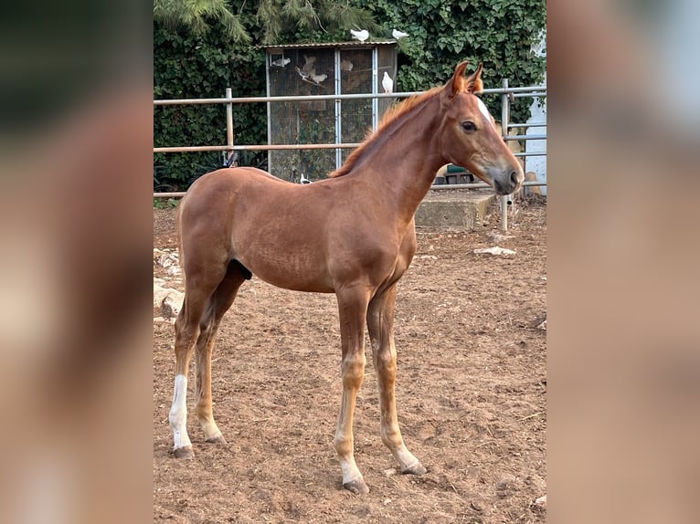 Hanoverian Stallion 1 year Chestnut-Red in Sencelles