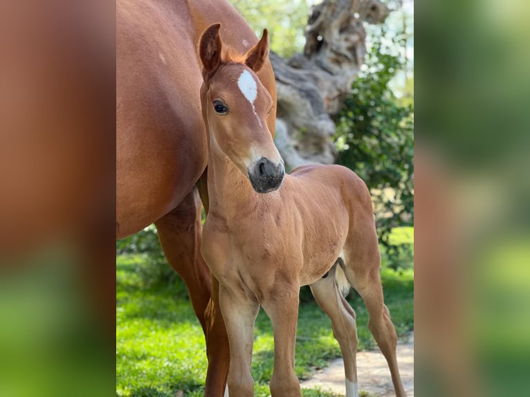 Hanoverian Stallion 1 year Chestnut-Red in Sencelles