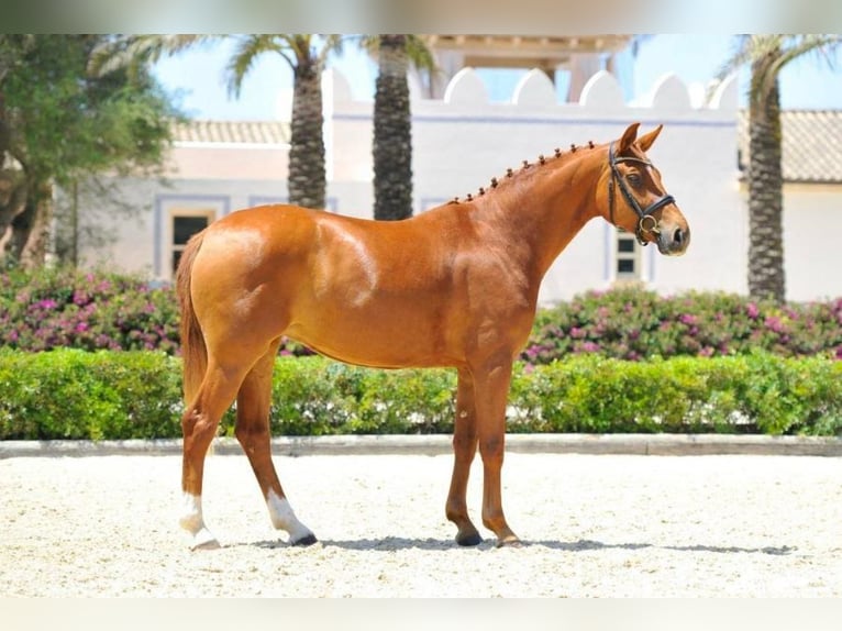 Hanoverian Stallion 1 year Chestnut-Red in Sencelles