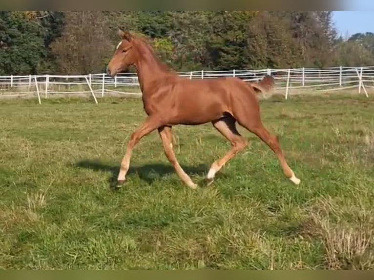 Hanoverian Stallion 1 year Chestnut-Red in Hahn am See