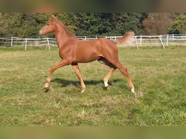 Hanoverian Stallion 1 year Chestnut-Red in Hahn am See