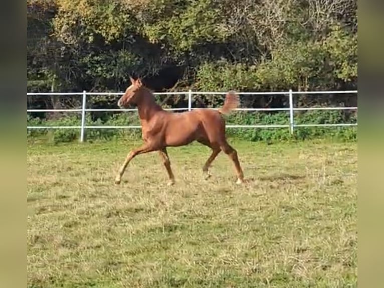 Hanoverian Stallion 1 year Chestnut-Red in Hahn am See