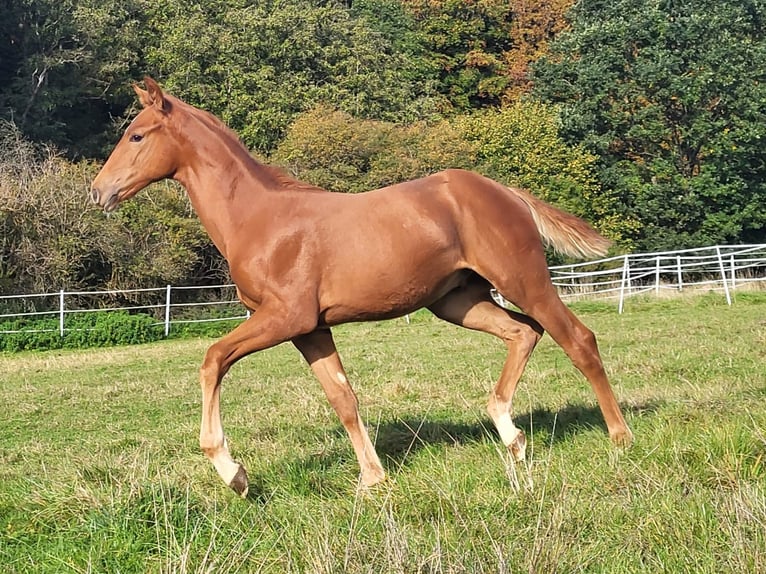 Hanoverian Stallion 1 year Chestnut-Red in Hahn am See