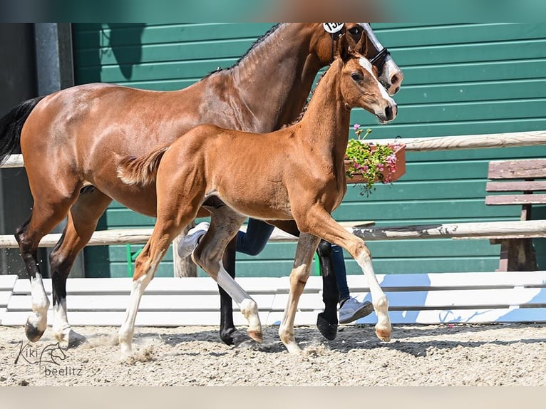 Hanoverian Stallion 1 year Chestnut-Red in Dinklage
