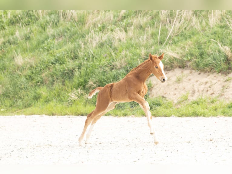 Hanoverian Stallion 1 year Chestnut-Red in Meisdorf