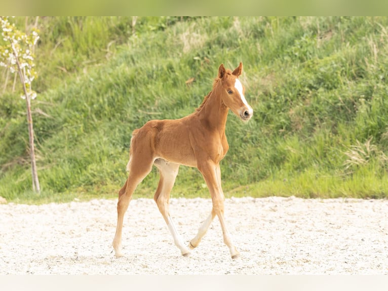 Hanoverian Stallion 1 year Chestnut-Red in Meisdorf