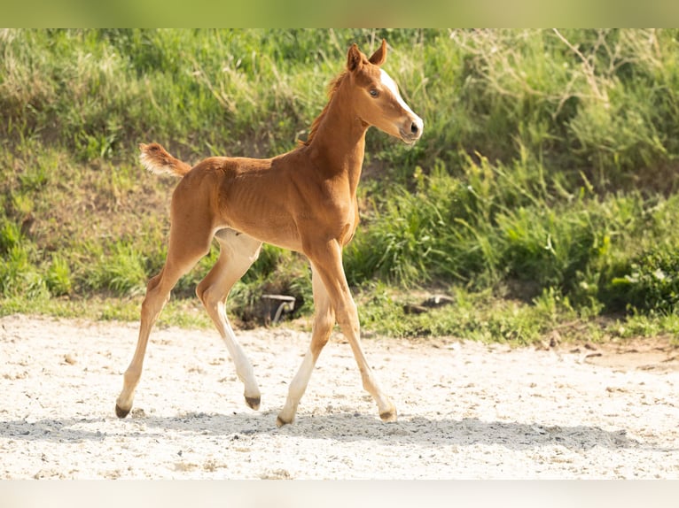 Hanoverian Stallion 1 year Chestnut-Red in Meisdorf