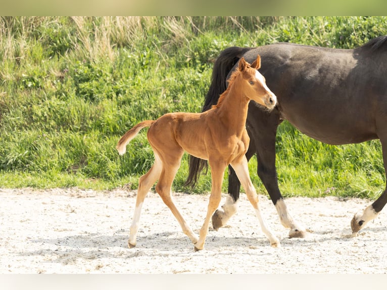 Hanoverian Stallion 1 year Chestnut-Red in Meisdorf