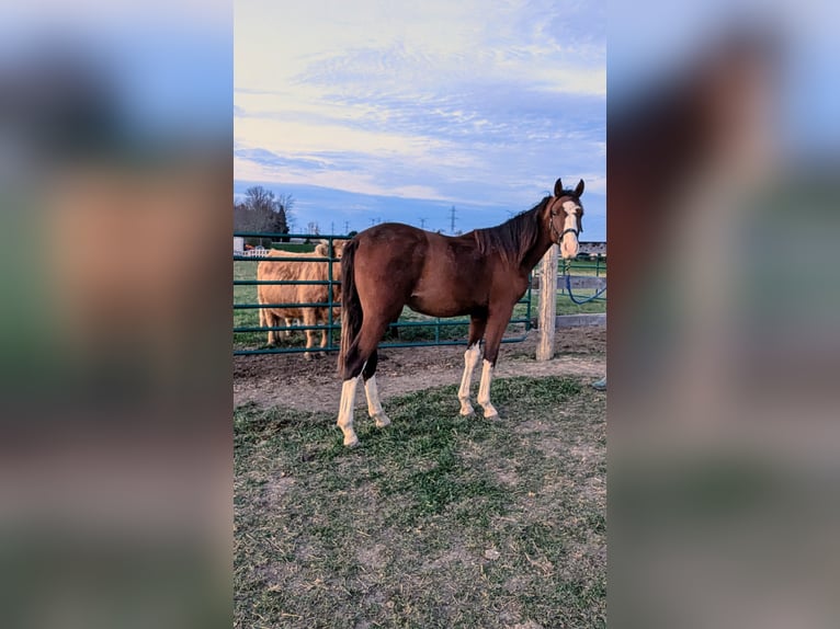 Hanoverian Stallion 1 year Chestnut in Hamilton ontario