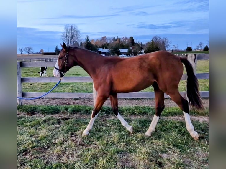 Hanoverian Stallion 1 year Chestnut in Hamilton ontario