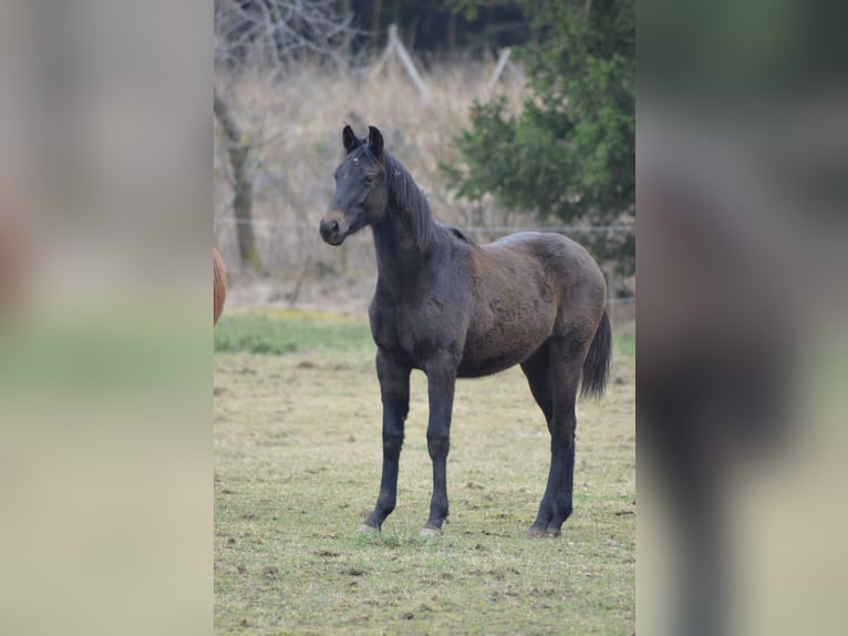 Hanoverian Stallion 1 year Gray-Dark-Tan in Kolinec