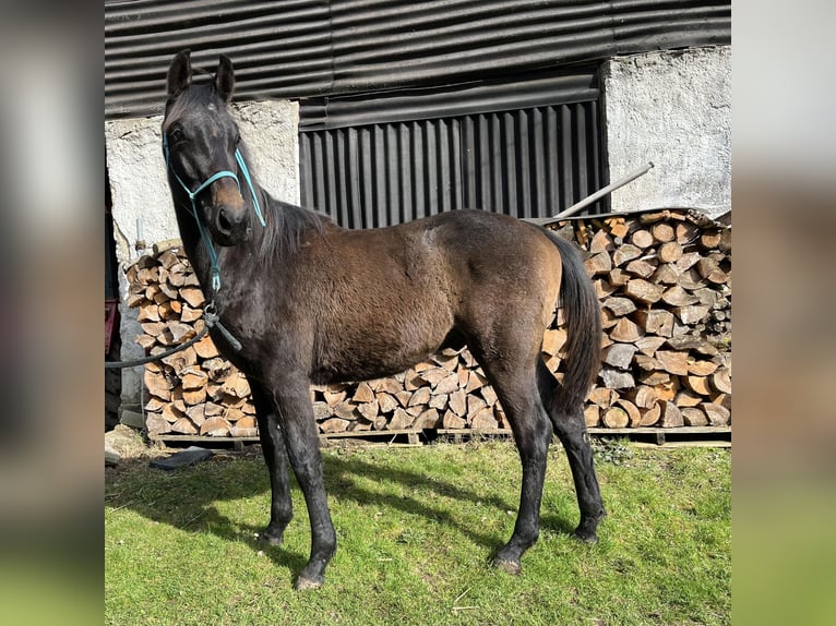 Hanoverian Stallion 1 year Gray-Dark-Tan in Kolinec