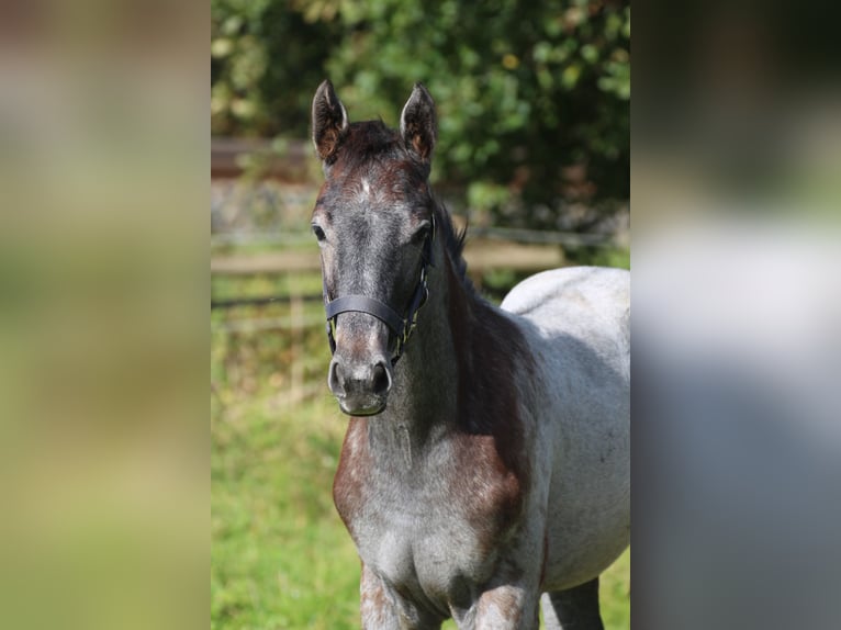 Hanoverian Stallion 1 year Gray in Scheeßel