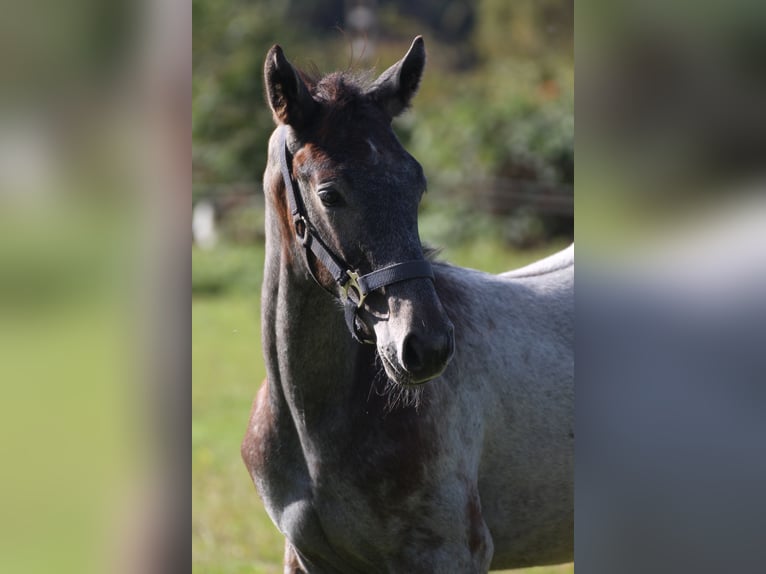 Hanoverian Stallion 1 year Gray in Scheeßel