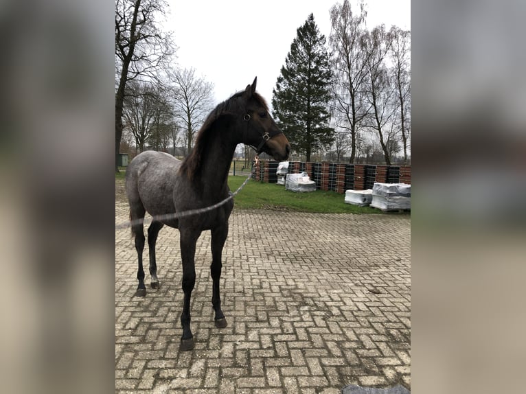 Hanoverian Stallion 1 year Gray in Niederlangen