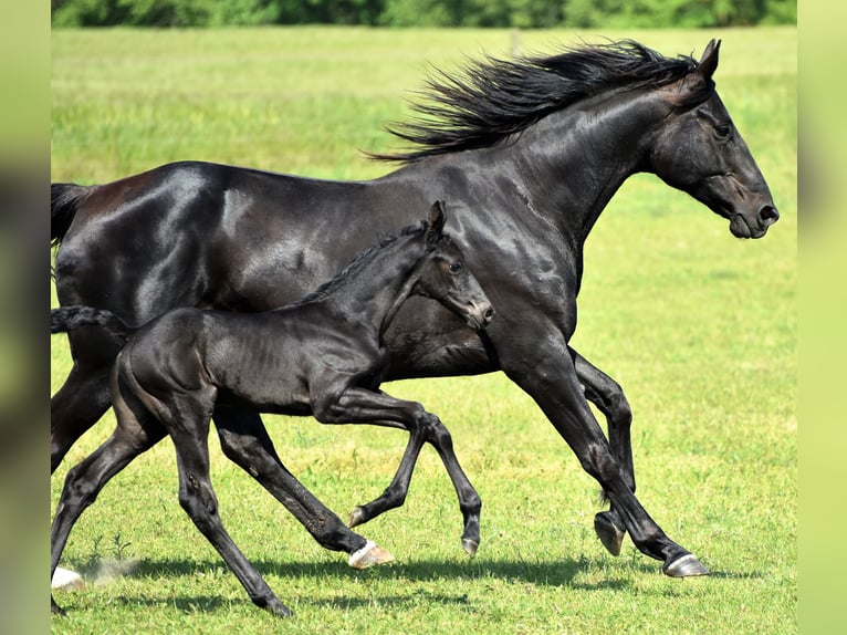 Hanoverian Stallion 1 year Smoky-Black in Strausberg