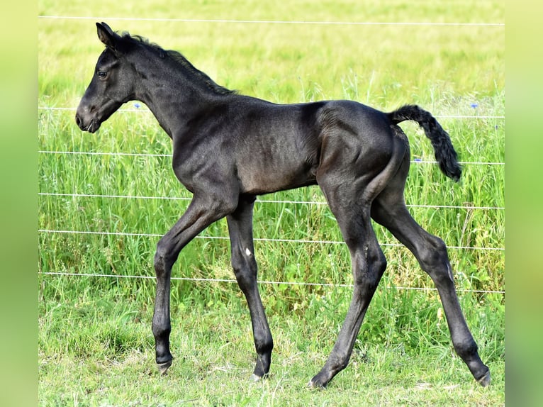 Hanoverian Stallion 1 year Smoky-Black in Strausberg