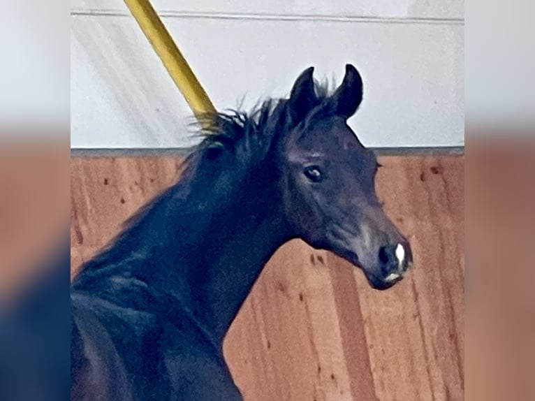 Hanoverian Stallion 1 year Smoky-Black in Rees