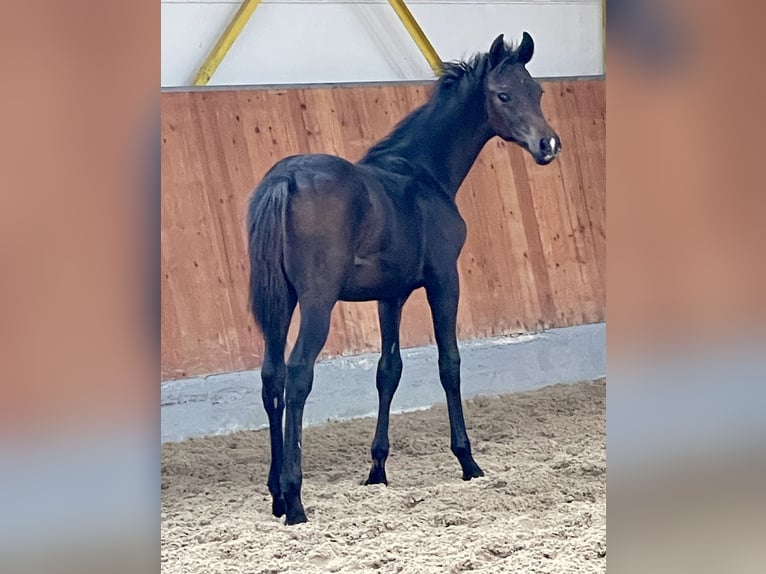 Hanoverian Stallion 1 year Smoky-Black in Rees