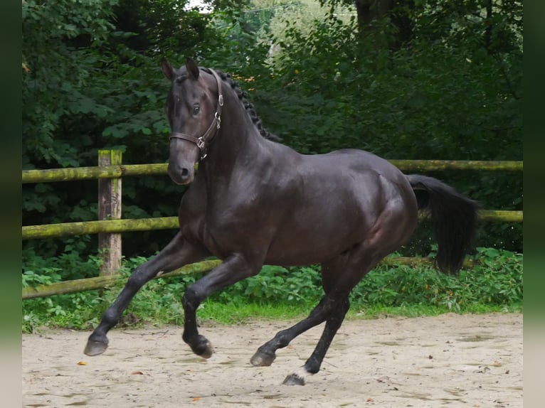 Hanoverian Stallion 2 years 15,1 hh Bay-Dark in Dorsten