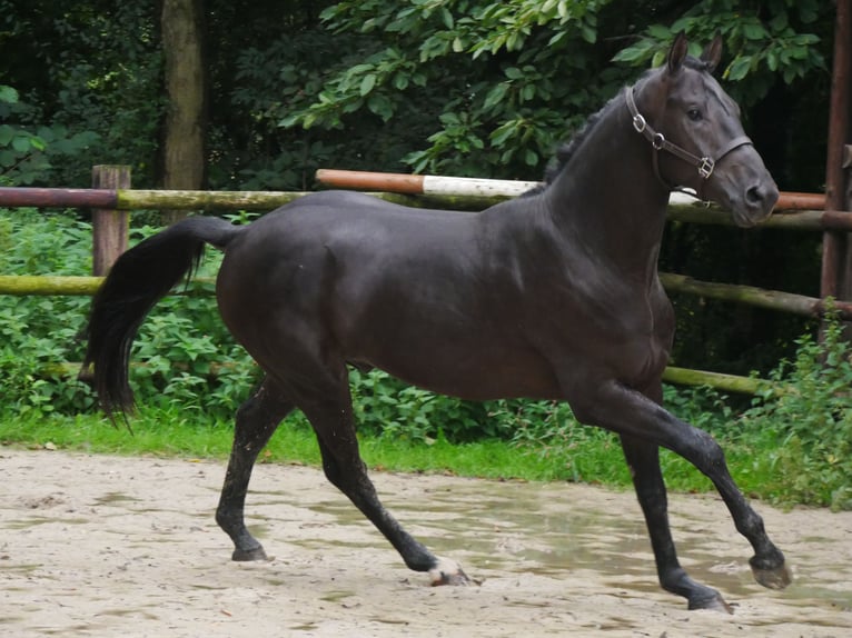 Hanoverian Stallion 2 years 15,1 hh Bay-Dark in Dorsten