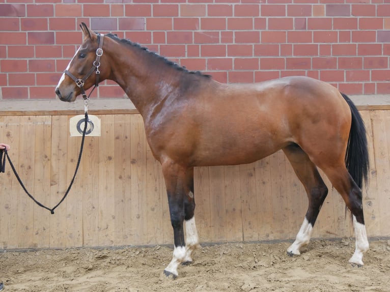 Hanoverian Stallion 2 years 15,1 hh Brown in Dorsten