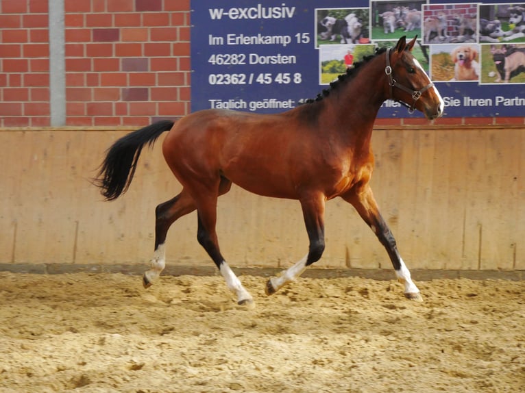 Hanoverian Stallion 2 years 15,1 hh Brown in Dorsten