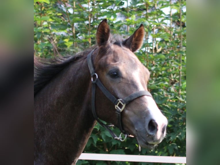 Hanoverian Stallion 2 years 15,1 hh Can be white in Syke OT-Gödestorf