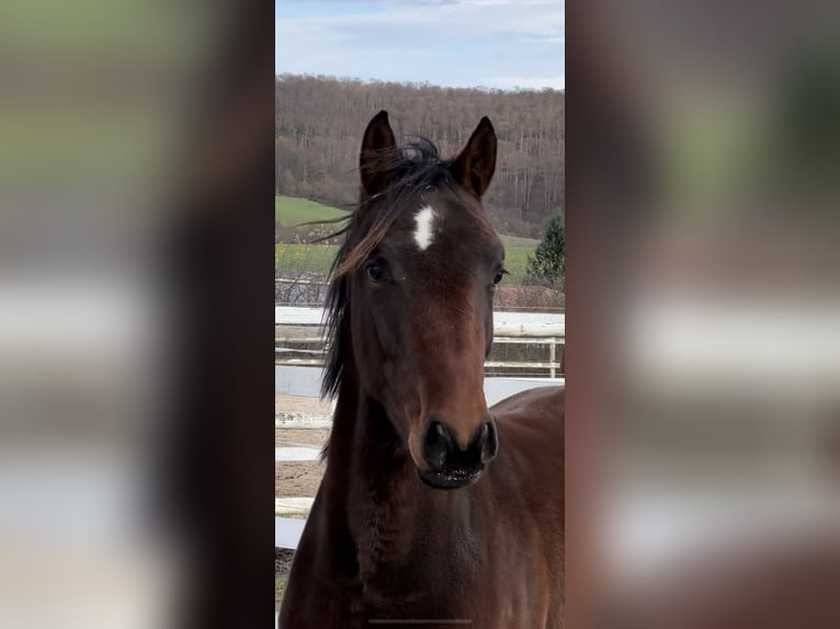 Hanoverian Stallion 2 years 15,1 hh in Hannoversch Münden