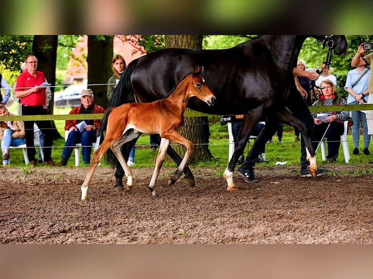 Hanoverian Stallion 2 years 15.2 hh Brown in Völkersen