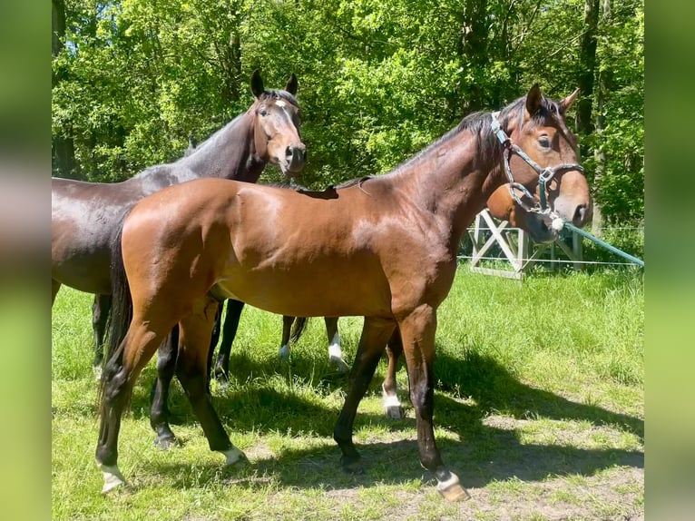 Hanoverian Stallion 2 years 15.2 hh Brown in BerneBerne