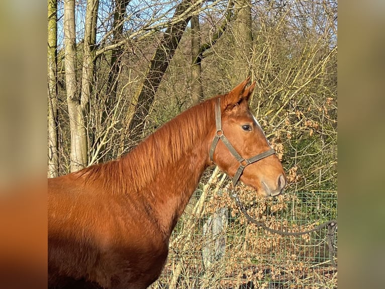 Hanoverian Stallion 2 years 15,2 hh Chestnut-Red in Verl