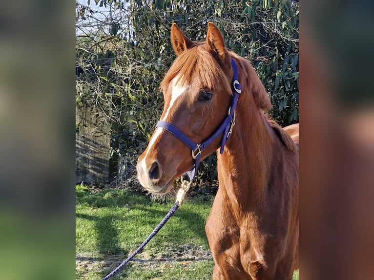 Hanoverian Stallion 2 years 15.2 hh Chestnut-Red in Ostercappeln