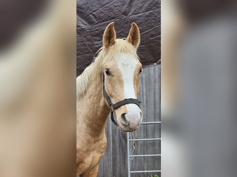 Hanoverian Stallion 2 years 15,2 hh Palomino in Moers