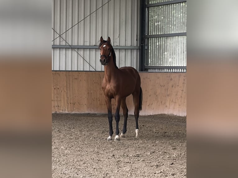 Hanoverian Stallion 2 years 15.3 hh Brown in Burgdorf