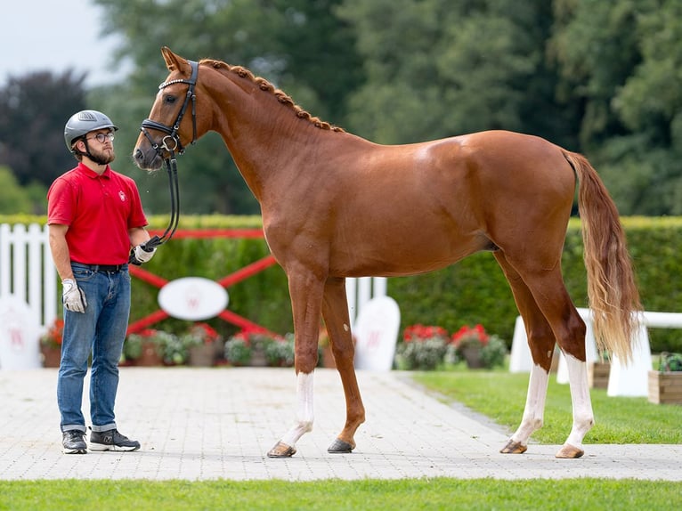Hanoverian Stallion 2 years 15,3 hh Chestnut in Münster-Handorf