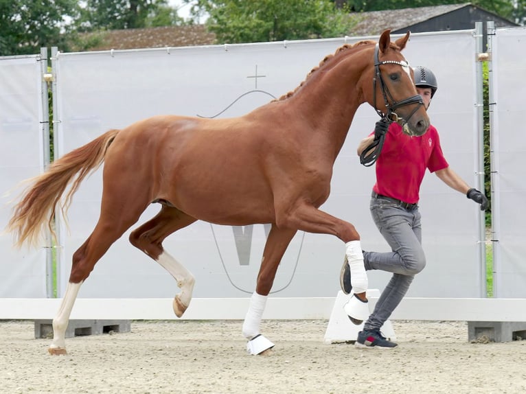 Hanoverian Stallion 2 years 15,3 hh Chestnut in Münster-Handorf