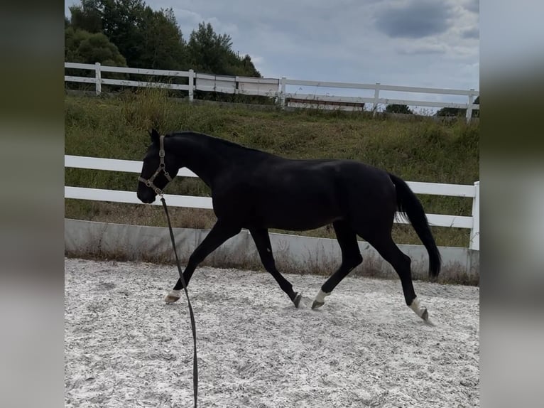 Hanoverian Stallion 2 years 15,1 hh Black in Bystra