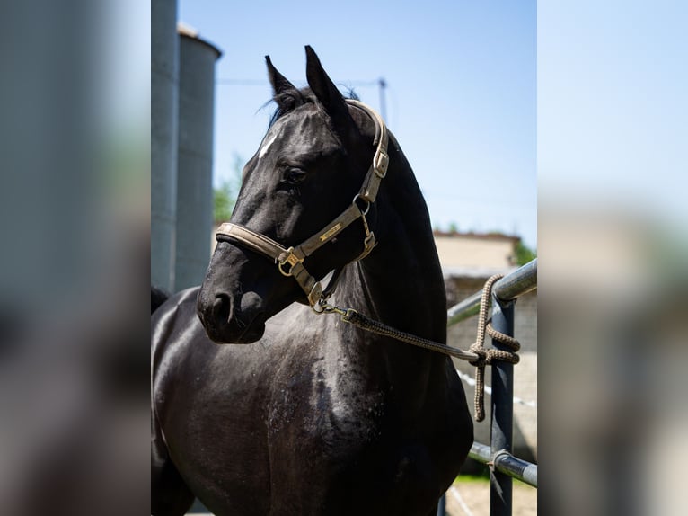 Hanoverian Stallion 2 years 15,1 hh Black in Bystra